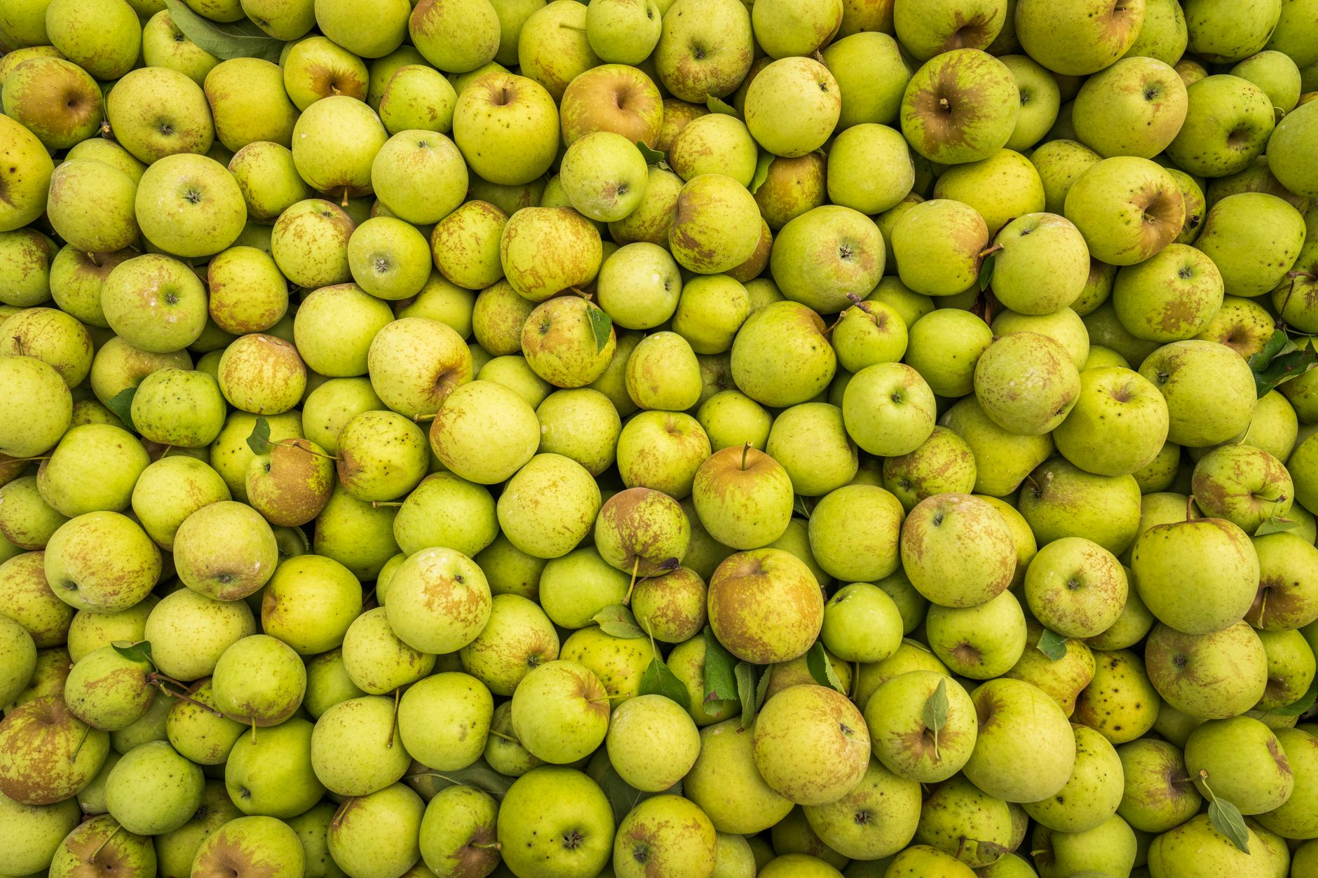 Apples: Varieties and Benefits