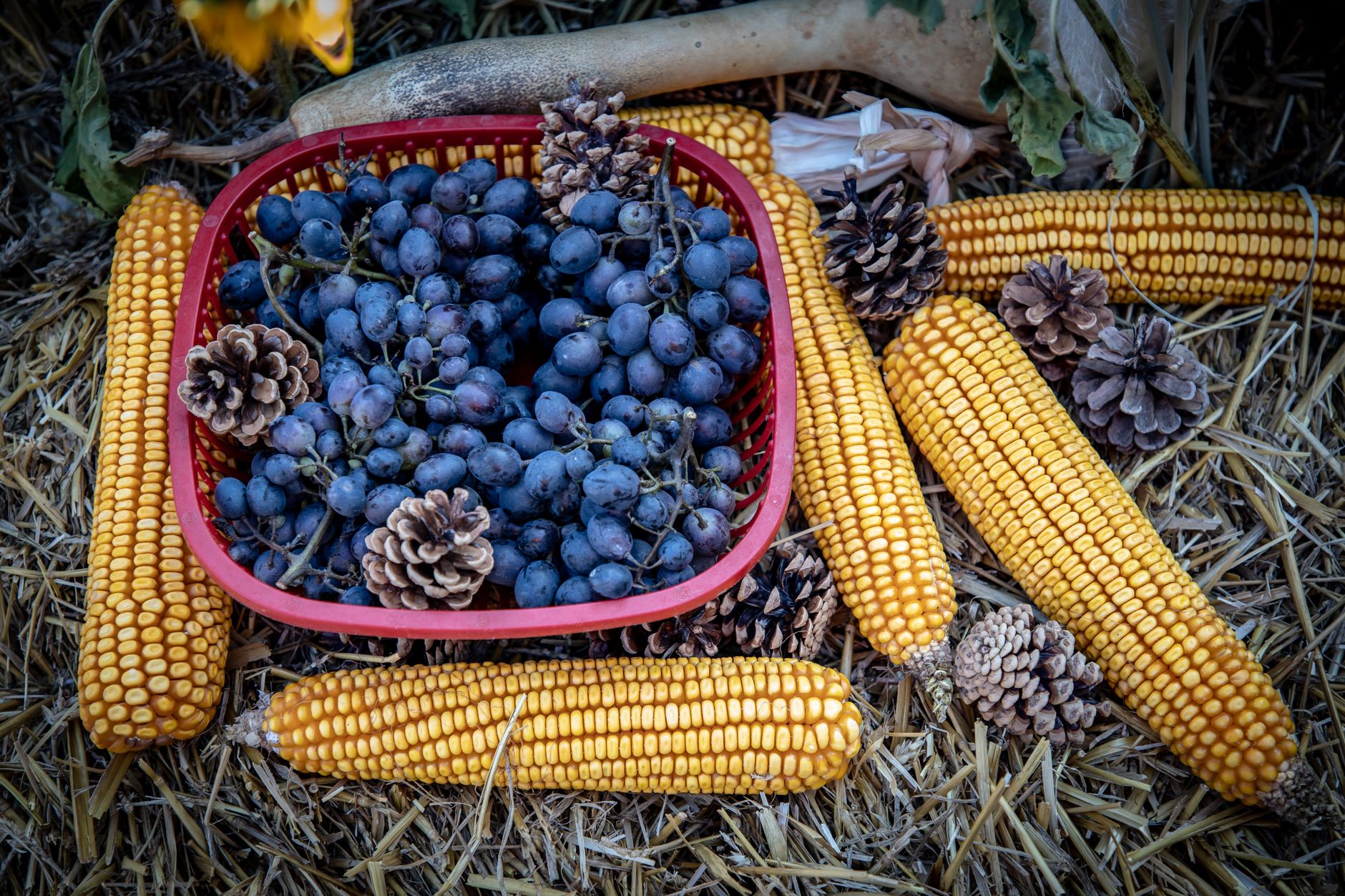 Autumn Produce: What to Buy