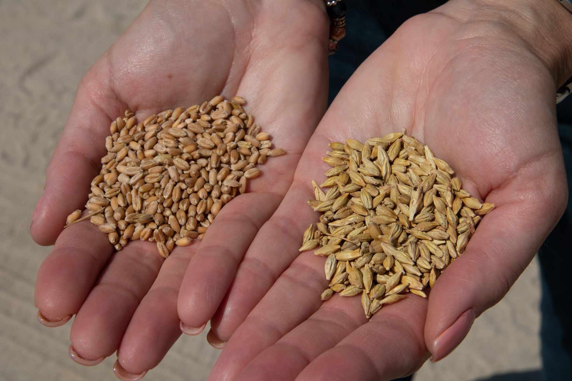 Buckwheat vs Rice: Which Is Healthier
