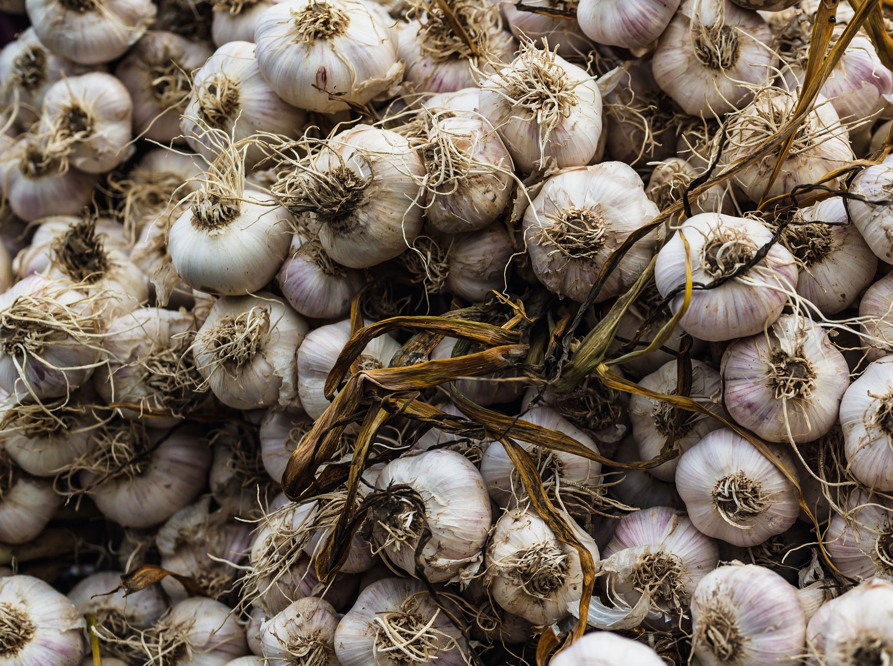 Garlic: Benefits and Contraindications