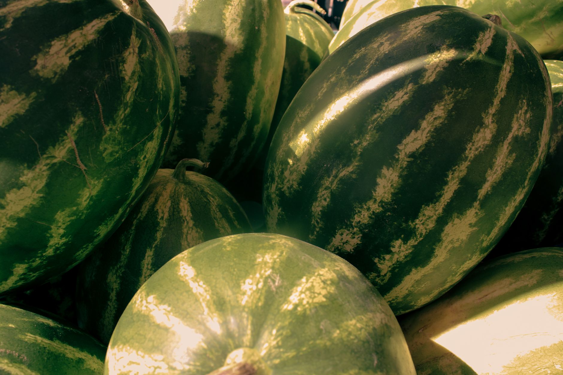 How to Pick a Ripe Watermelon or Melon
