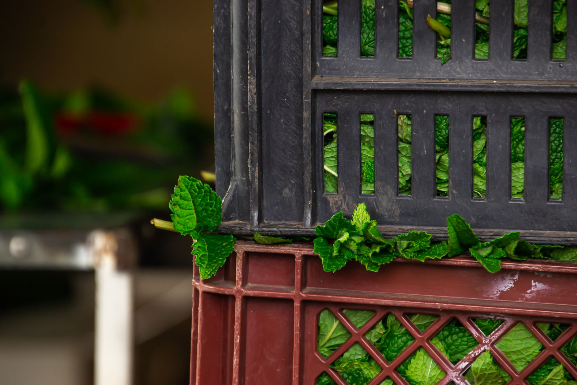 How to Store Herbs So They Last Longer
