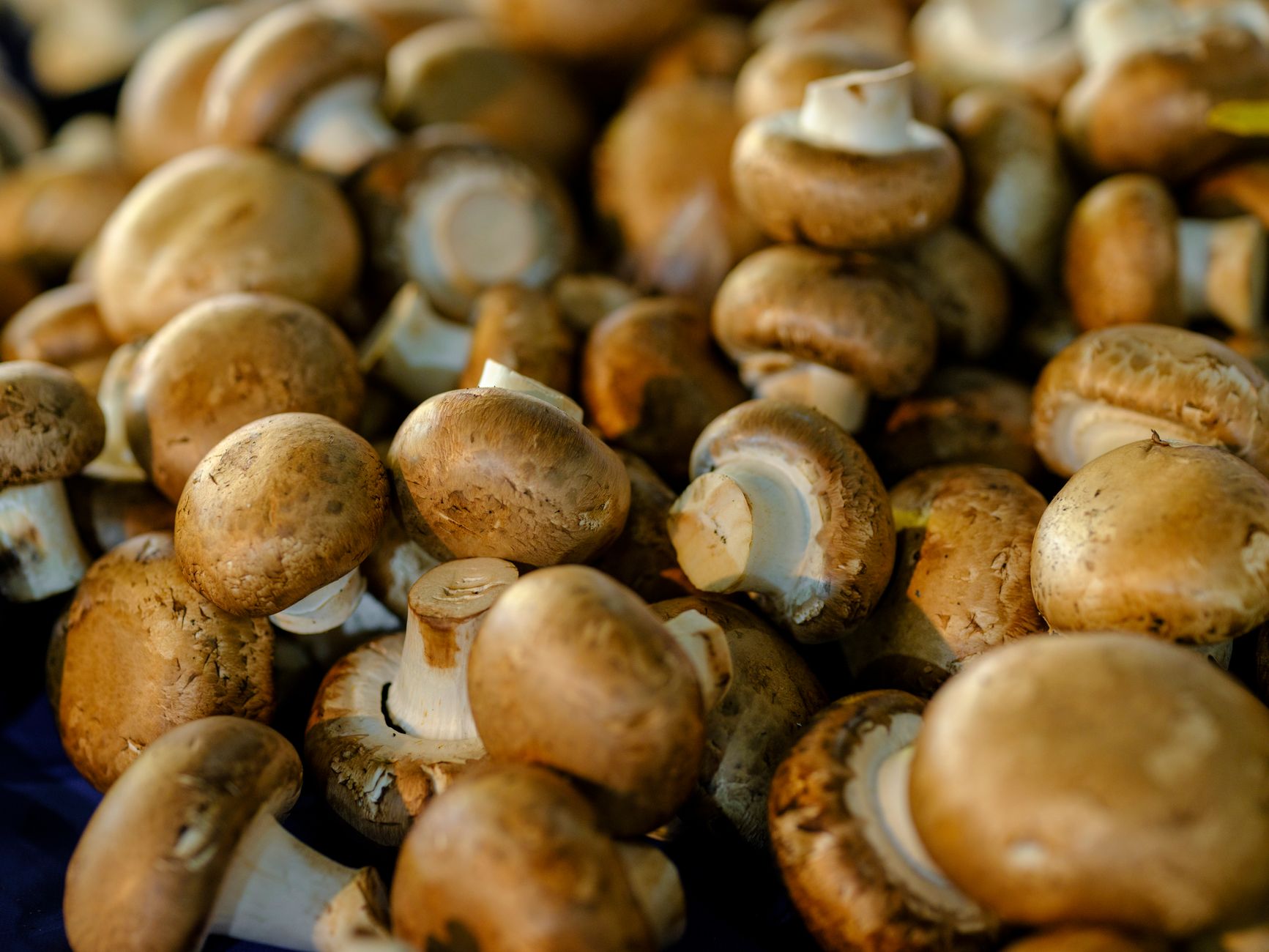 Mushrooms: Benefits and Selection