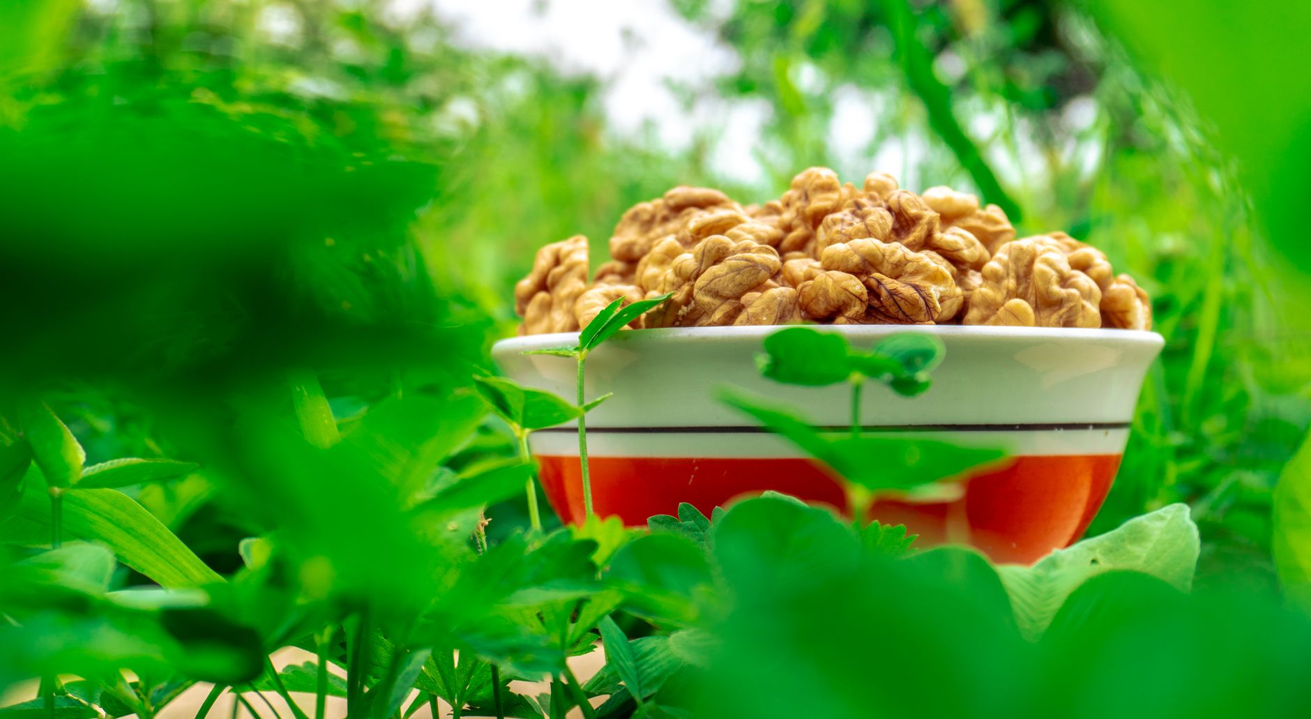 Walnuts: Benefits and Daily Norm